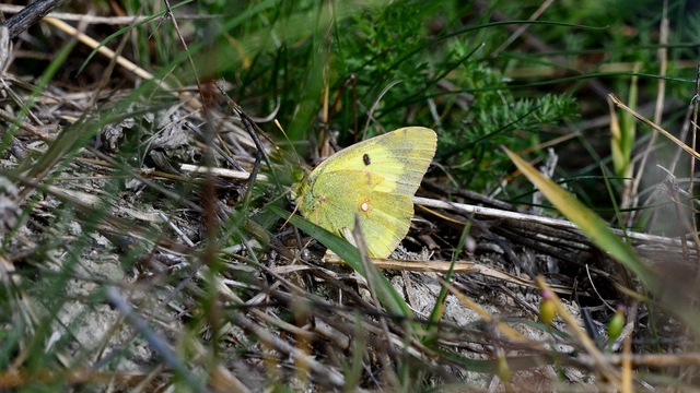 Colias erate - csángó-kéneslepke