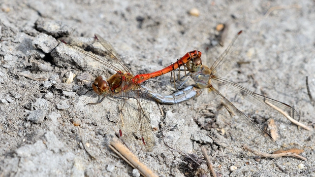 Sympetrum striolatum - harántsávos katona-szitakötő