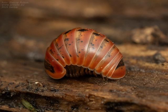 Glomeris klugii
