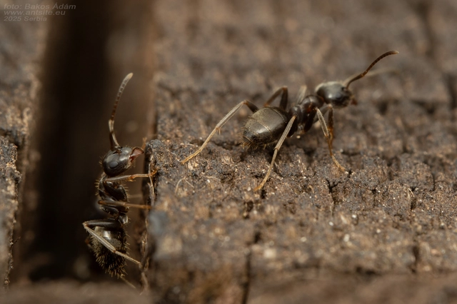 Lasius platythorax - erdei feketehangya