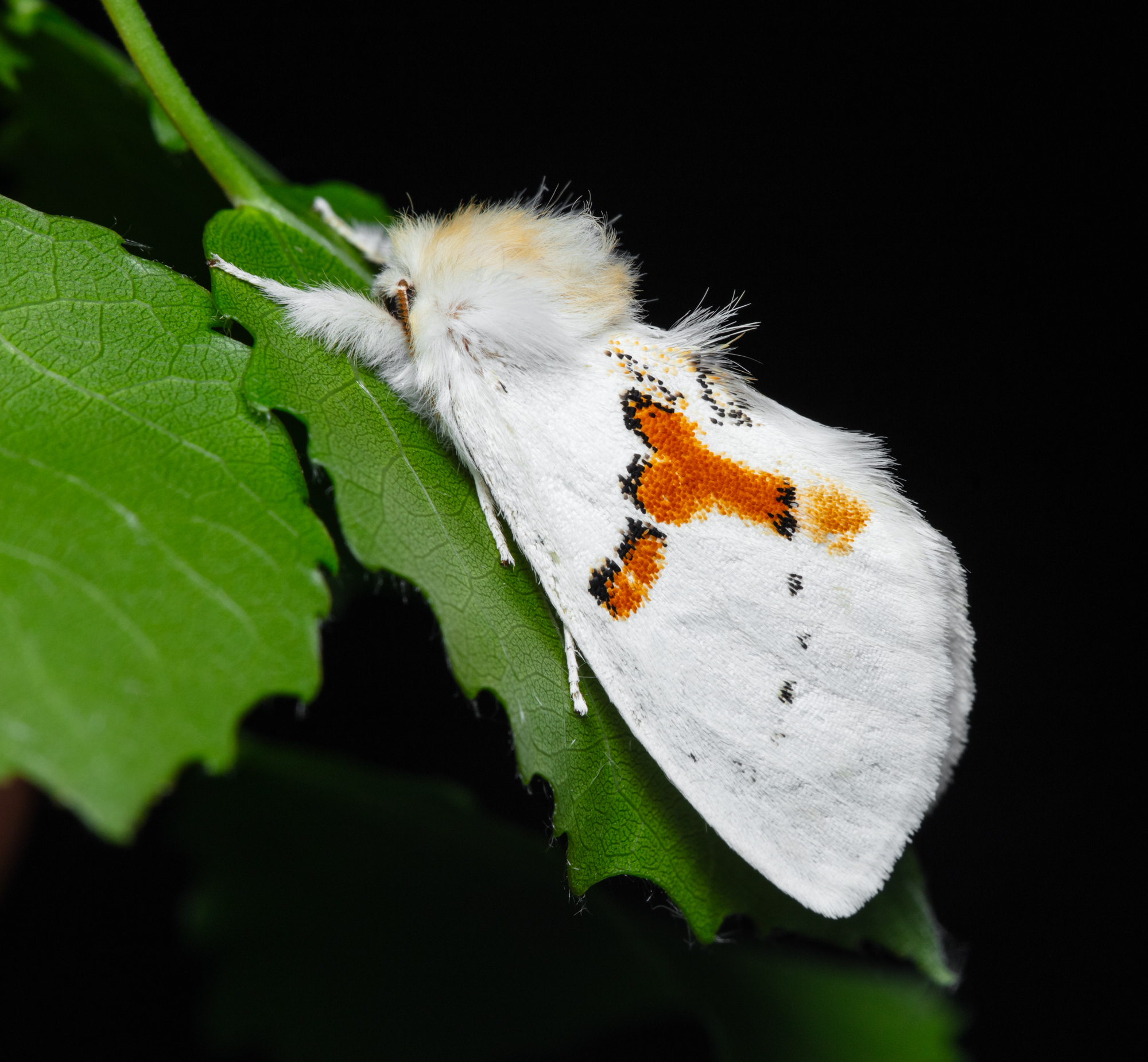 Leucodonta bicoloria - aranyfoltos púposszövő