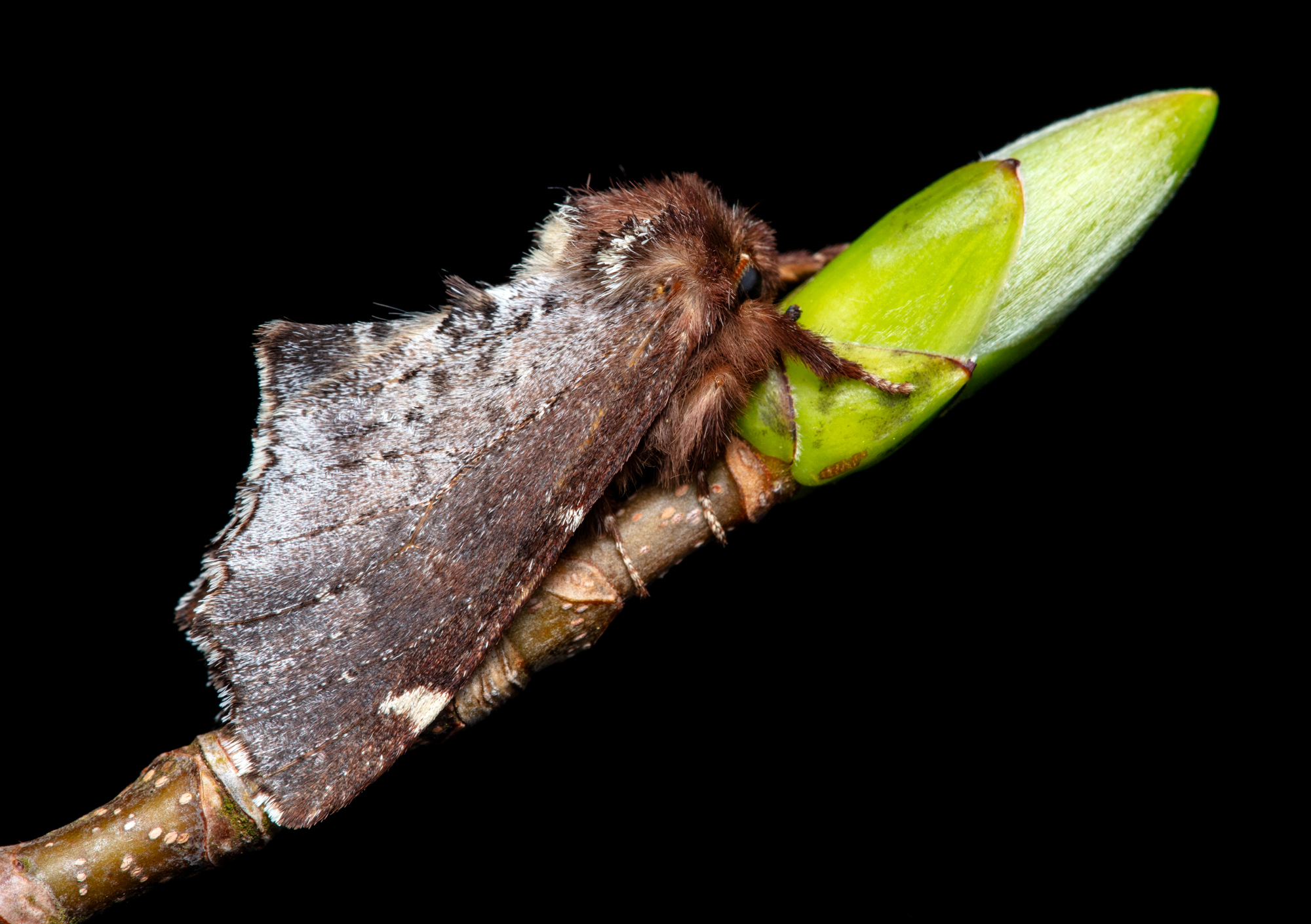 Odontosia carmelita - barátka-púposszövő