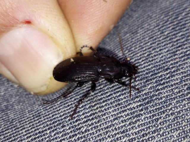 Abax parallelepipedus - félbordás szélesfutó
