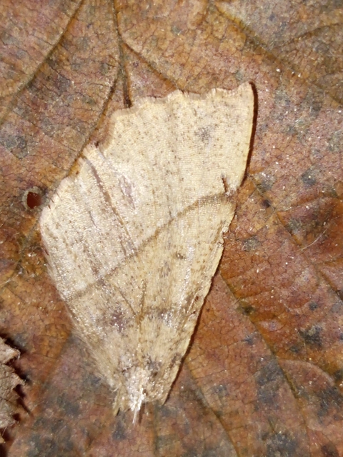 Colotois pennaria - tollascsápú araszoló