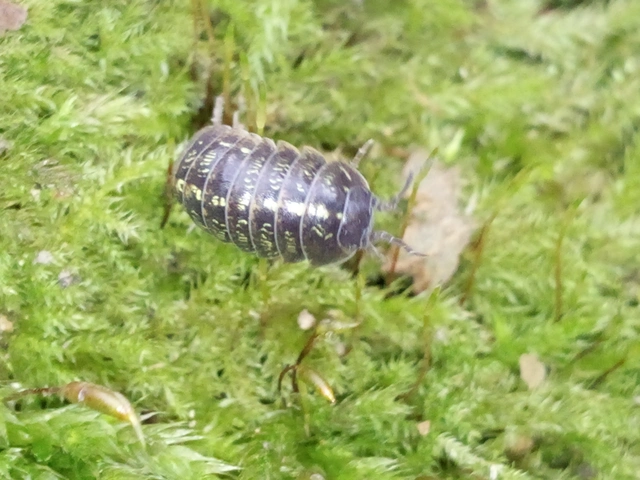 Isopoda - Ászkarákok