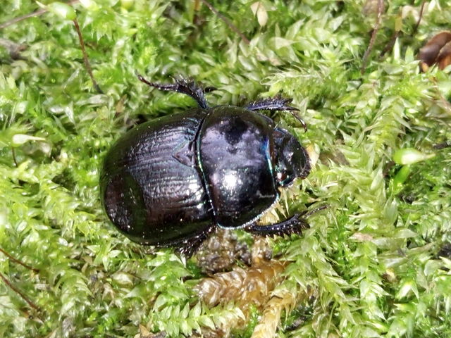 Anoplotrupes stercorosus - erdei álganéjtúró