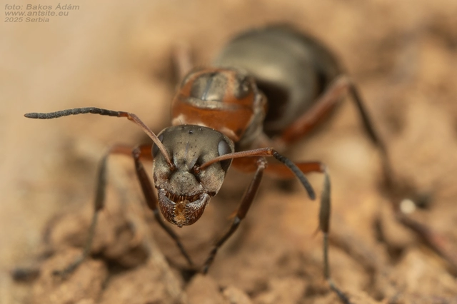 Formica rufibarbis - vörös rabszolgahangya