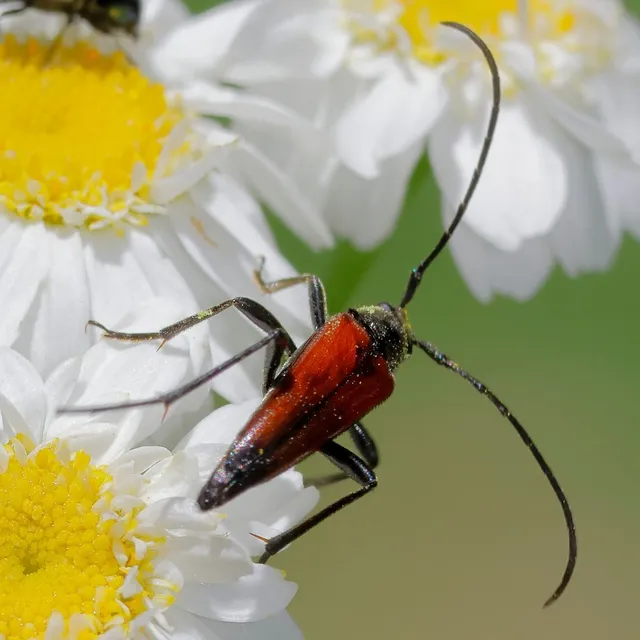 Stenurella melanura - feketevégű karcsúcincér