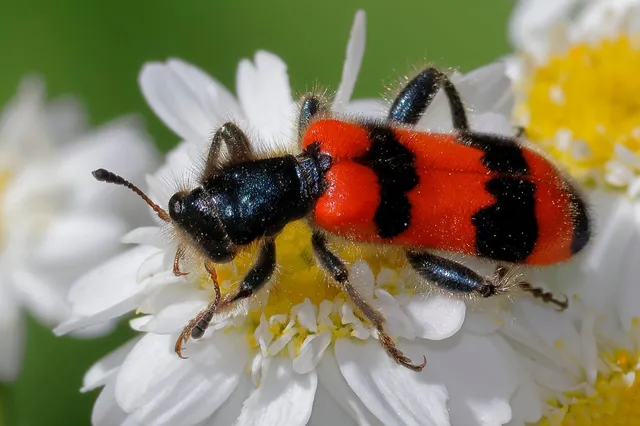 Trichodes apiarius - szalagos méhészbogár