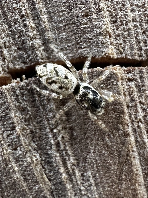 Salticus cingulatus - foltos ugrópók