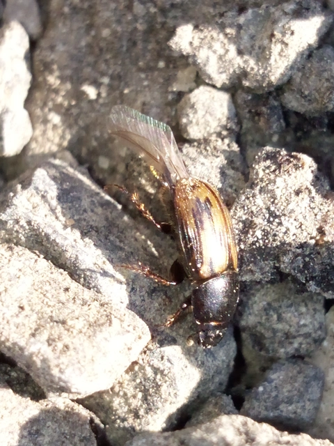 Aphodius distinctus - rajzos trágyabogár