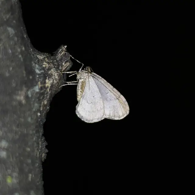 Operophtera brumata - kis téliaraszoló