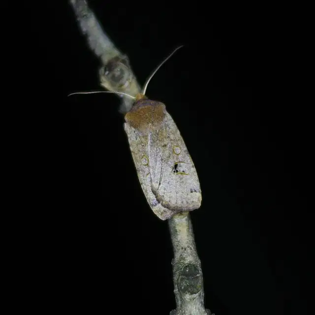 Conistra erythrocephala - vörösfejű őszibagoly