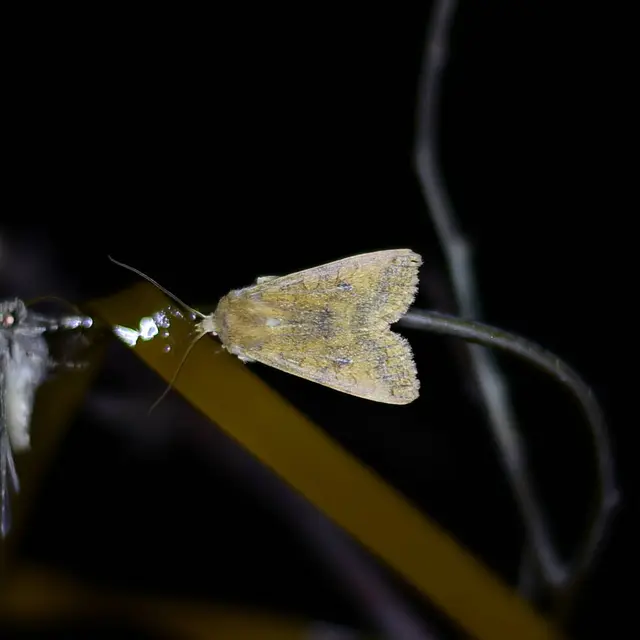 Sunira circellaris - okkersárga őszibagoly
