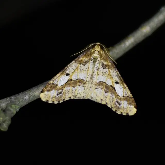 Erannis defoliaria - nagy téliaraszoló