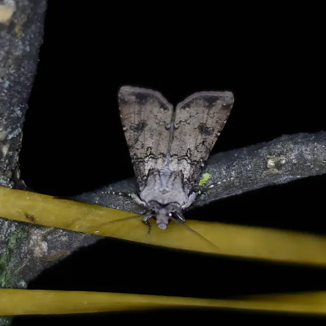 Agrotis segetum - vetési földibagoly