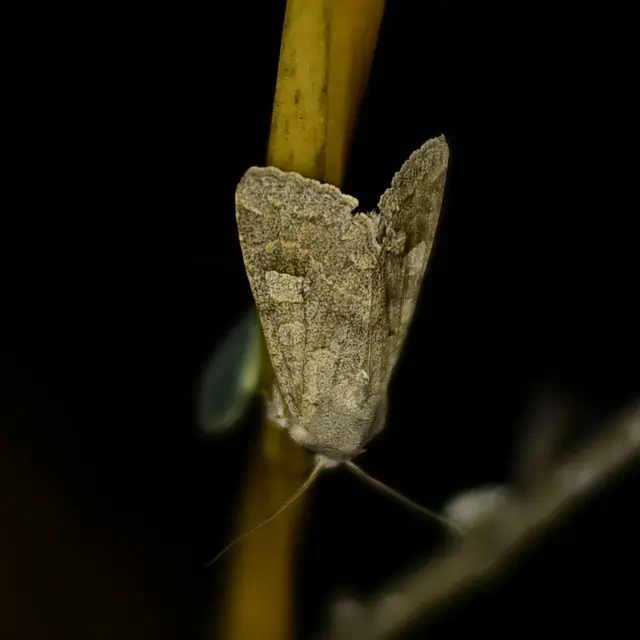 Ammoconia caecimacula - szürke őszibagoly