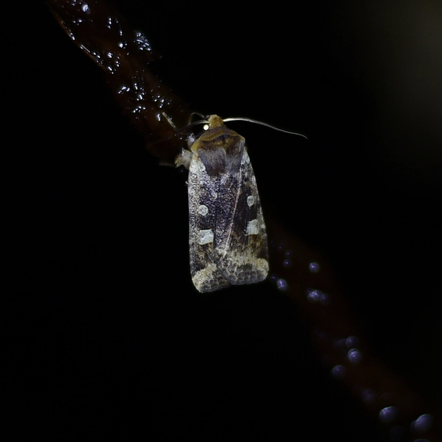 Conistra erythrocephala - vörösfejű őszibagoly