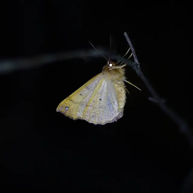 Colotois pennaria - tollascsápú araszoló
