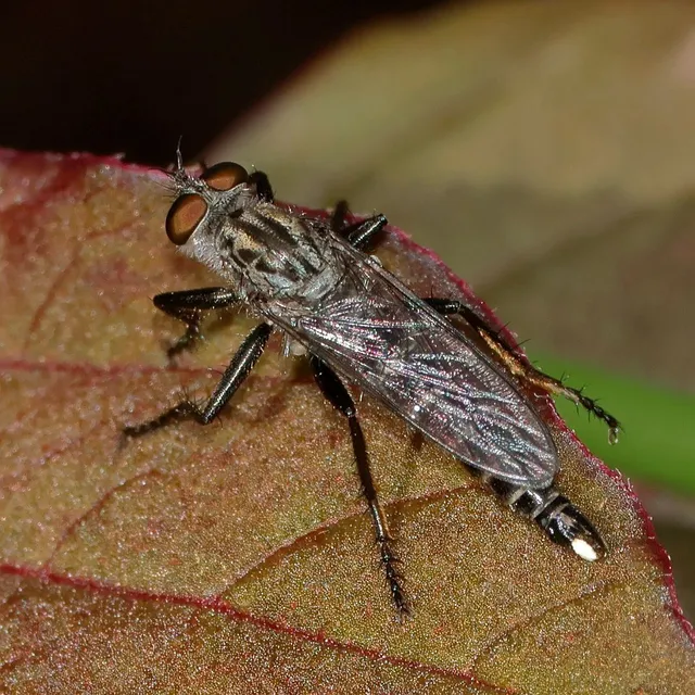 Asilinae