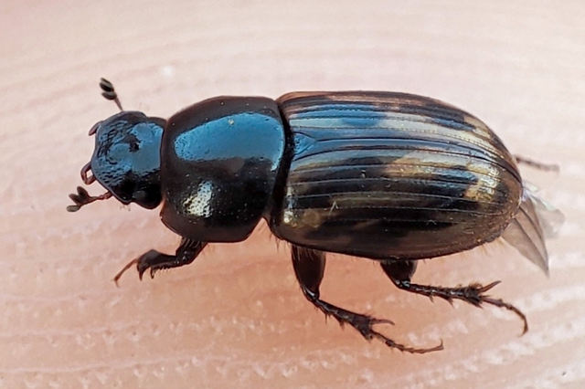 Aphodius distinctus - rajzos trágyabogár