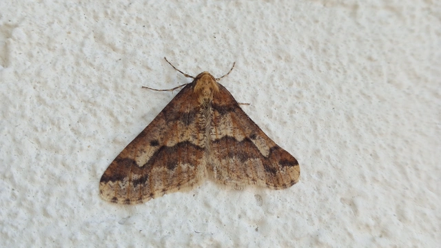 Erannis defoliaria - nagy téliaraszoló