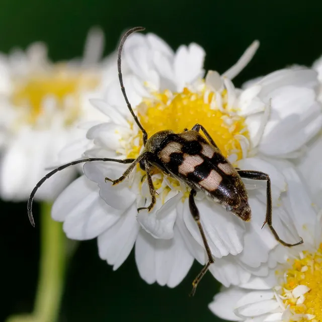 Pachytodes erraticus - rajzos virágcincér