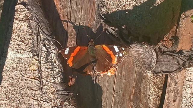 Vanessa atalanta - atalantalepke