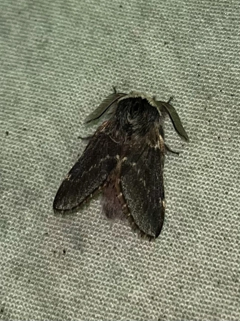 Poecilocampa populi - nyárfaszövő