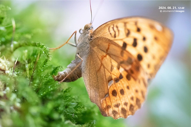 Argynnis laodice - keleti gyöngyházlepke
