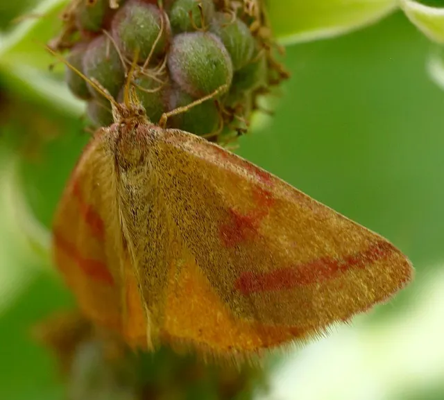 Lythria purpuraria - bíborsávos araszoló