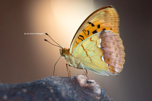 Argynnis laodice - keleti gyöngyházlepke