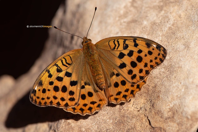 Argynnis laodice - keleti gyöngyházlepke