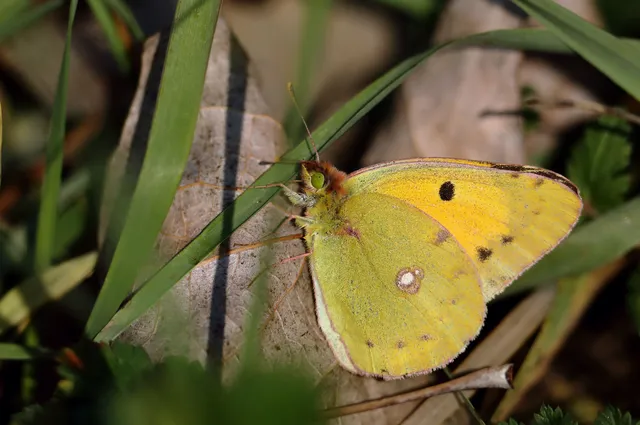 Colias croceus - sáfránylepke