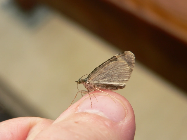 Chloroclysta
