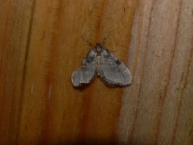 Operophtera