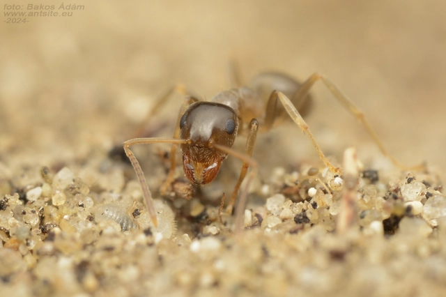 Lasius psammophilus - homoki feketehangya