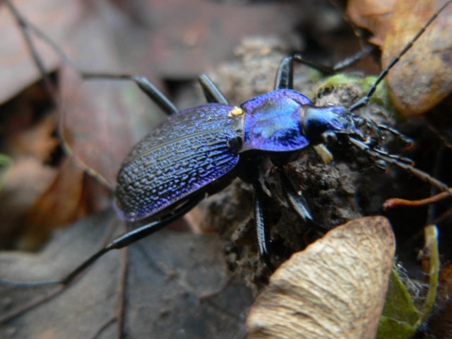 Carabus intricatus - kék laposfutrinka