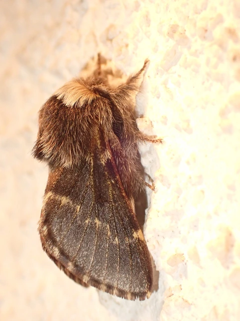 Poecilocampa populi - nyárfaszövő