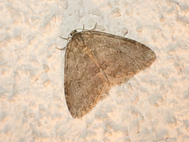 Epirrita christyi/dilutata
