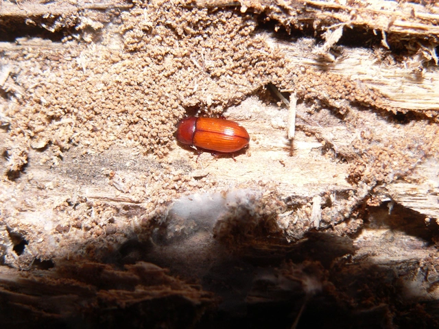 Uloma culinaris - nagy rágványbogár