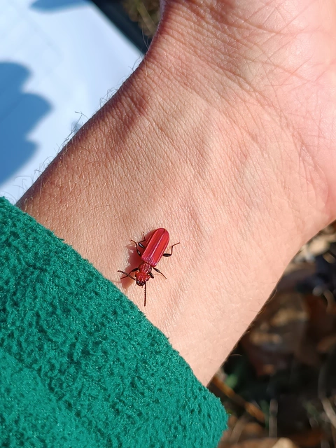 Cucujus cinnaberinus - skarlátbogár