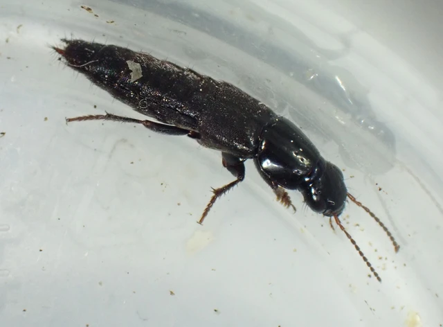 Quedius fuliginosus - kormos mohaholyva