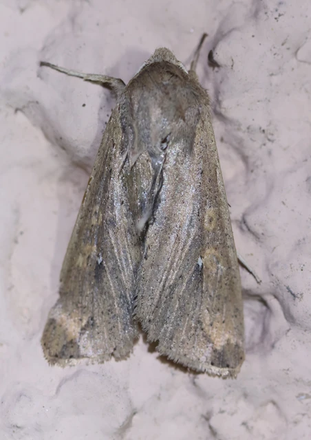 Mythimna unipuncta - hordabagoly