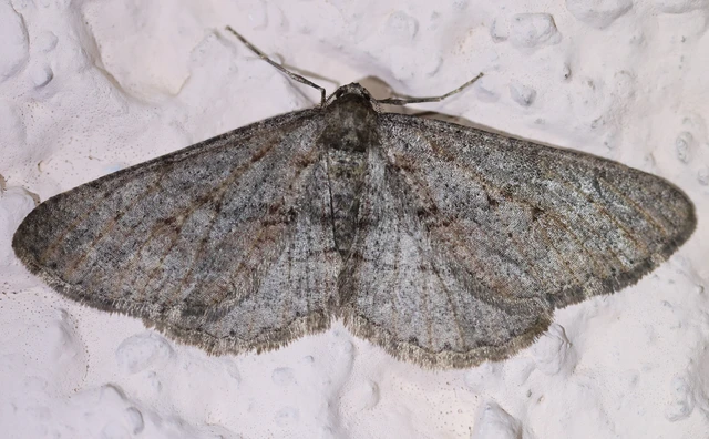 Agriopis bajaria - kökény-téliaraszoló