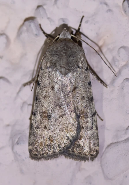 Paradrina clavipalpis - közönséges selymesbagoly