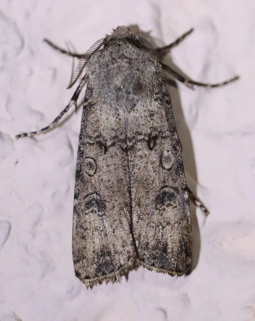Agrotis segetum - vetési földibagoly