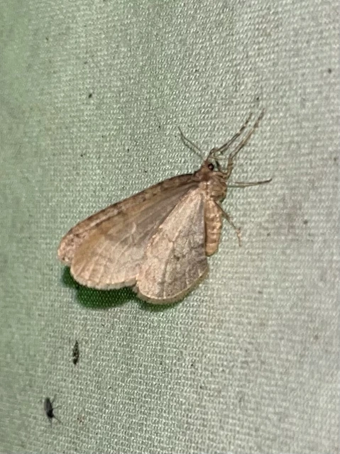 Operophtera brumata - kis téliaraszoló