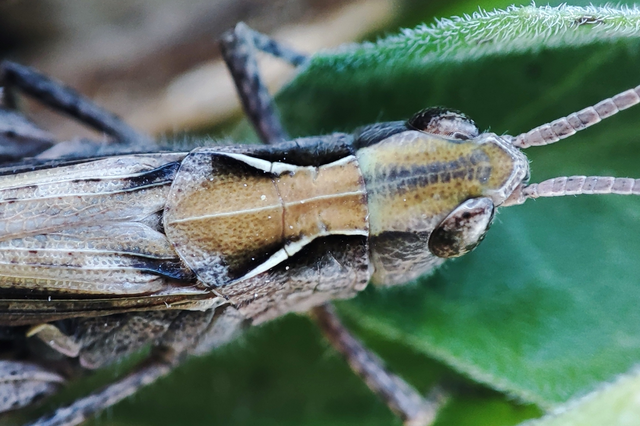 Chorthippus