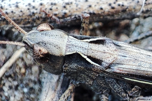 Omocestus minutus - apró tarlósáska